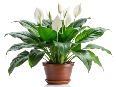 Peace lily spathiphyllum wallisii flower isolated on transparent background