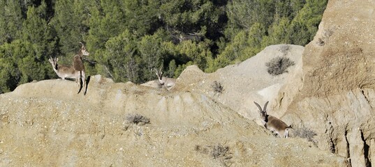 Photograph of ibex (capra pyrenaica) in the badlands of the Guadix Geopark (Granada, Spain)