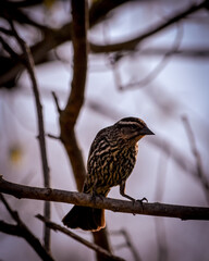 birds