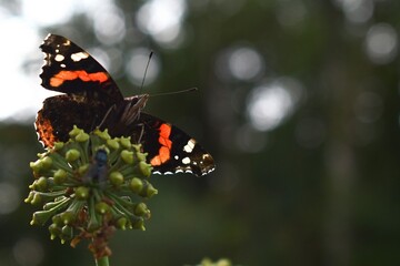 Red Admiral Butterfly, Lake District
