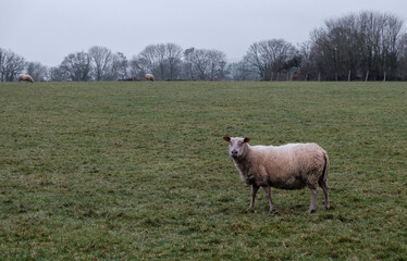 Mouton dans un champ