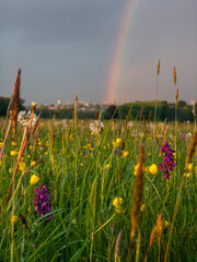 Wild flowers in Aston Court at sunset with rainbow in the background