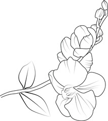 Fototapeta premium drawing, pencil orchid flower drawing coloring pages, free printable flower coloring pages, orchid flower vector art