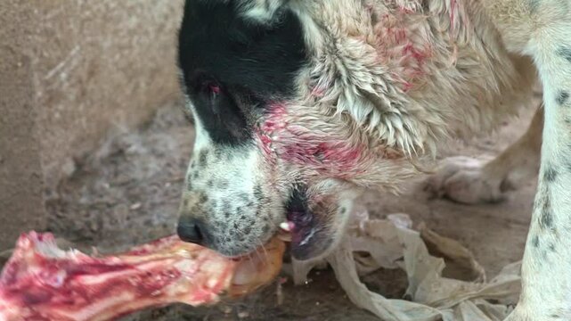 Dogs gnaw bones. Giant aggressive dog chewing bone. Kangal big dangerous dog eating. Security guardian pet. Close up on portrait of dog bloody mouth. Angry dog eating meat.