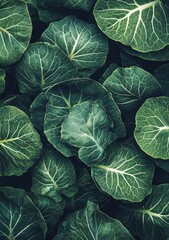 Fototapeta premium Vibrant green leafy vegetables arranged in a natural pattern