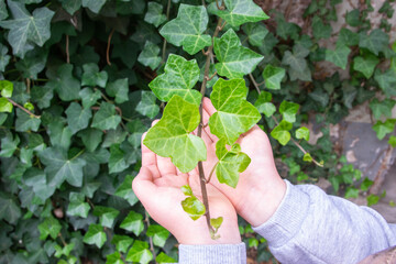 Green leaves in the hand of child in the city.