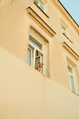 the dog is looking out the window, old house in the town city