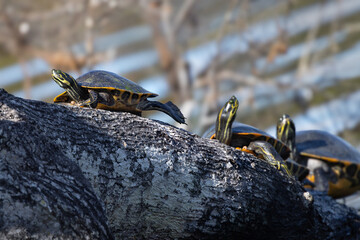 Freshwater turtles in Tarpon Springs, Florida. Maybe a species of cooter, but please check ID with an expert.
