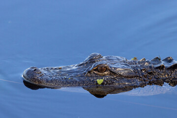 American alligator (Alligator mississippiensis) in Tarpon Springs, Florida