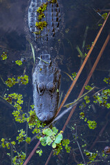 American alligator (Alligator mississippiensis) in Tarpon Springs, Florida