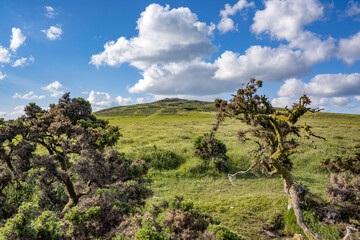 Cox tor viewed through weathered gorse bushes