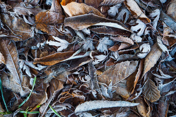 Romantic winter scene with frosted foliage