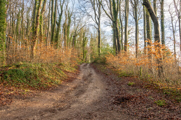 Fototapeta premium path in the woods