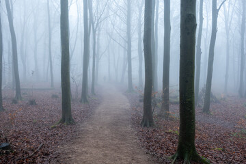 Obraz premium fog in the woods