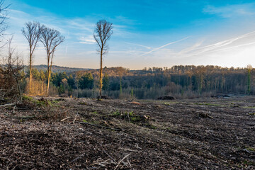 Obraz premium Abholzung im Mischwald