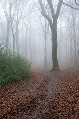 Obraz premium path in the fog