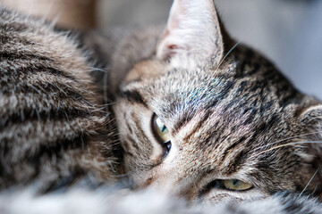 Portrait d'un chat de type européen