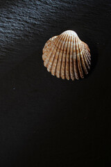 stillife of one sea shell on a black background