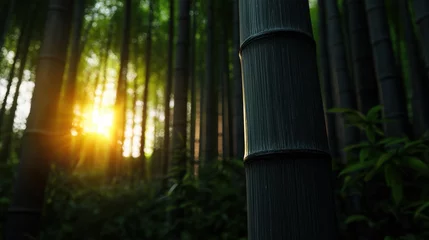 Fotobehang A tall bamboo tree with a sun shining on it © mila103