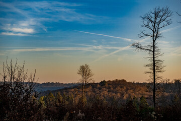 Abholzung im Mischwald