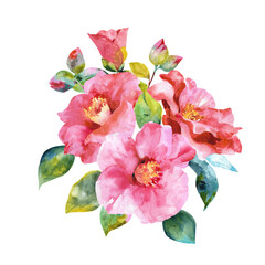 Obraz premium Composition of pink camellia with emerald leaves hand drawn watercolor illustration