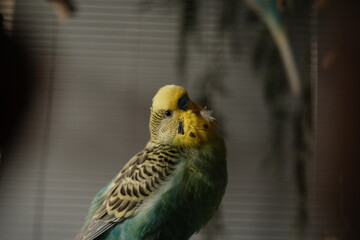 yellow and blue birds, parrots in a cage