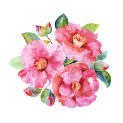 Fototapeta premium Composition of pink camellia with emerald leaves hand drawn watercolor illustration