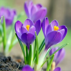 Purple crocuses blooming in spring sunlight on blurred green background