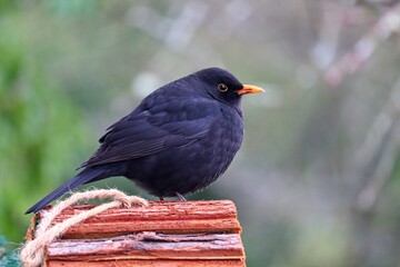 schwarze Amsel sitzt auf dem Futterhaus