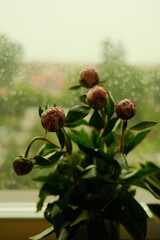 pink peony buds on the background of a rainy window