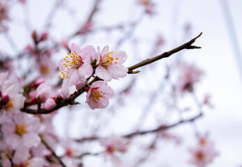Close-up sakura tree branch with pink cherry blossoms with rain droplets on white background.