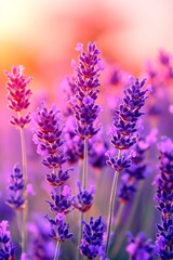 Naklejka premium Dreamy Lavender Field In The Sunset Soft, Purple Floral Hues, Nature Photography, Summer Scene
