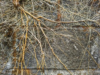 Roots growing along the wall