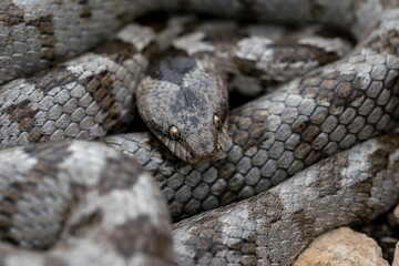 A detail shot of European Cat snake (Telescopus fallax) or Soosan Snake, on the island of Malta.