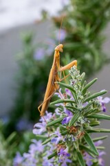 A large brown European Mantis, Mantis religiosa, waiting for its prey on a rosemary plant in Malta.