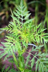 Ambrosia (Ambrosia artemisiifolia) grows in nature