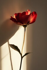 Fototapeta premium A single red flower illuminated by warm sunlight, casting a long shadow on a plain wall, creating a minimalist and serene composition.