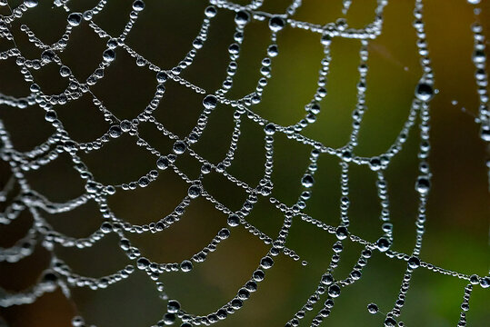 A close-up of a spider web, with tiny dewdrops delicately suspended on the silk strands