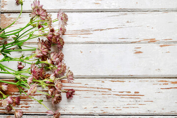 Fototapeta premium Flower background with astrantia on white wooden table, copy space.
