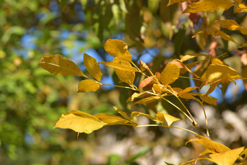 Branch with autumn yellow leaves against blue sky and green trees