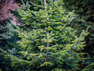 Nadelbaum im Winter