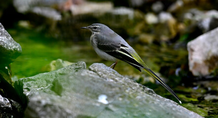 Grey wagtail // Gebirgsstelze (Motacilla cinerea)