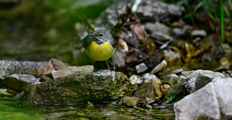 Grey wagtail // Gebirgsstelze (Motacilla cinerea)