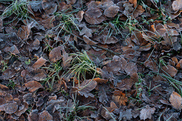 Frost-covered leaves and grass in a chilly morning landscape