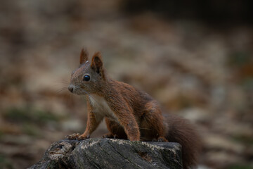 Cute young red squirrel in a natural park in warm morning light. Very cute animal, interesting about its surroundings, colorful, looking funny. Jumping and climbing trees, running, eating.	