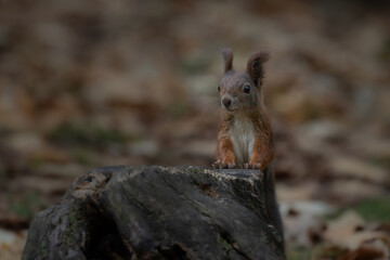 Cute young red squirrel in a natural park in warm morning light. Very cute animal, interesting about its surroundings, colorful, looking funny. Jumping and climbing trees, running, eating.	