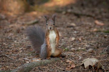 Cute young red squirrel in a natural park in warm morning light. Very cute animal, interesting about its surroundings, colorful, looking funny. Jumping and climbing trees, running, eating.	