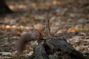 Cute young red squirrel in a natural park in warm morning light. Very cute animal, interesting about its surroundings, colorful, looking funny. Jumping and climbing trees, running, eating.	