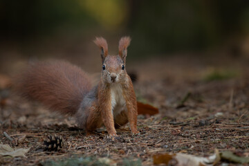 Cute young red squirrel in a natural park in warm morning light. Very cute animal, interesting about its surroundings, colorful, looking funny. Jumping and climbing trees, running, eating.	
