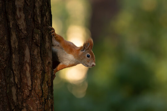 Cute young red squirrel in a natural park in warm morning light. Very cute animal, interesting about its surroundings, colorful, looking funny. Jumping and climbing trees, running, eating.	